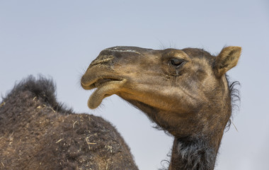 black camel in Liwa desert