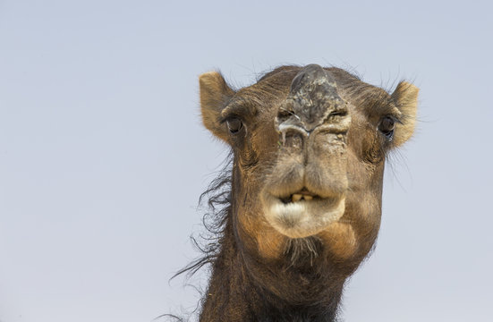 smiling black camel in Liwa desert