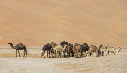 camels in Liwa desert