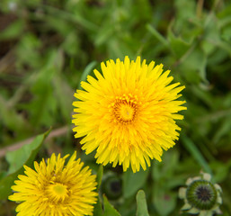 Dandelions
