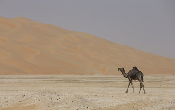 black camel in Liwa desert