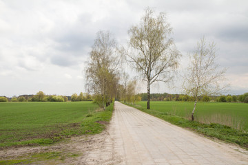 Fototapeta na wymiar A birch tree lined road among fields