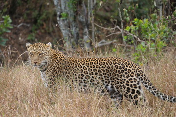 Fototapeta na wymiar Wild Cheetah