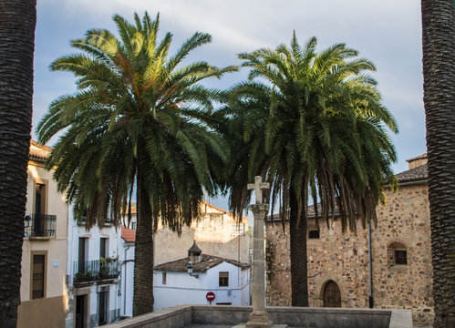 Palmeras