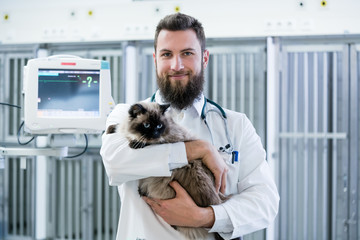 Veterinarian pet doctor holding cat patient in his animal clinic