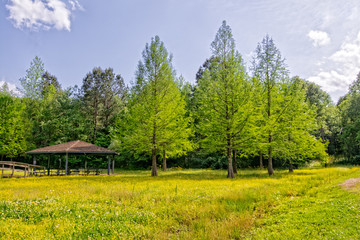 Cypress trees in a field of yellow wild flowers.
