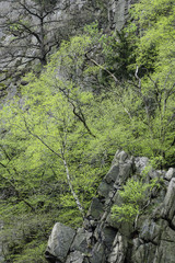 Landschaft mit B&auml;umen im Harz