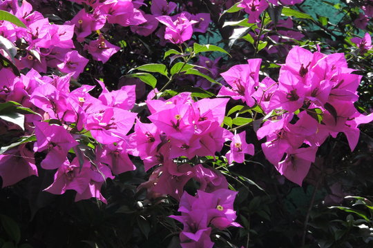 flores
