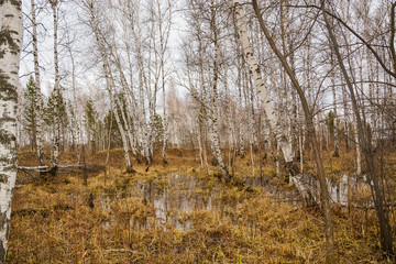 Birch forest in early spring afternoon