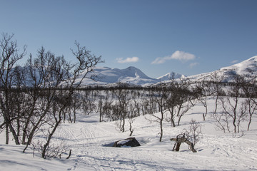 woods winter mountain