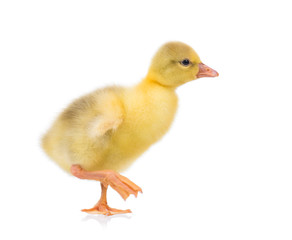 Cute little newborn yellow fluffy gosling. One young goose isolated on a white background. Nice bird.