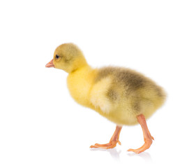 Cute little newborn yellow fluffy gosling. One young goose isolated on a white background. Nice bird.