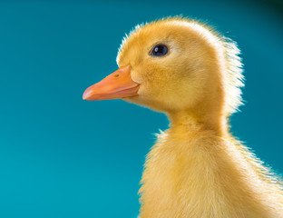 Cute little newborn duckling on dark background. Newly hatched duckling on a chicken farm. Close up portrait of bird.
