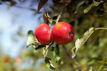 Red apples in the garden
