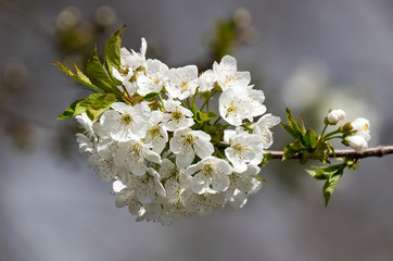 branch of apple tree with many flowers