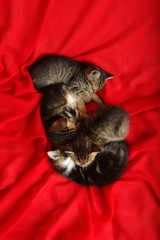 Four kitten on red tissue