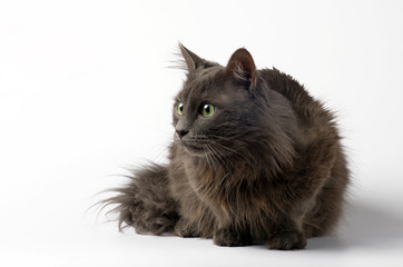 Grey cat in front of a white background