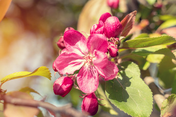 Fototapeta premium Spring background art with pink blossom. Beautiful nature scene with blooming tree and sun flare. Sunny day. Spring flowers. Beautiful orchard. Abstract blurred background. Shallow depth of field.