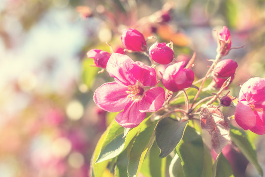 Spring background art with pink blossom. Beautiful nature scene with blooming tree and sun flare. Sunny day. Spring flowers. Beautiful orchard. Abstract blurred background. Shallow depth of field.