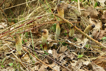 Fototapeta premium Schachtelhalm, Teichschachtelhalm, Equisetum fluviatile im Frühling