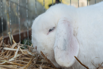 petit lapin bélier en cage 