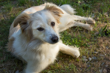 Ritratto di cane sul prato,  © Lunipa