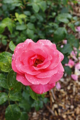Radiating pink rose in rose patch