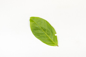 A cashew nut leaf isolated on white background