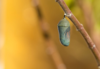 Obraz premium Monarch butterfly chrysalis getting ready to emerge on milkweed branch. Copy space.