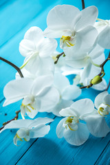 White orchids on a wooden blue background