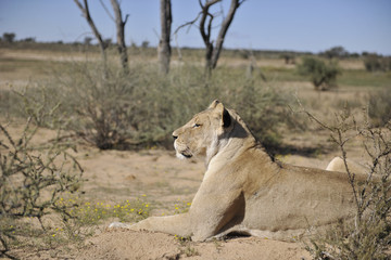 Fototapeta na wymiar Lioness resting , looking to the left