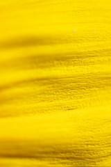 texture of petal yellow