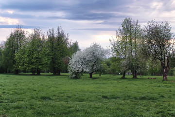 flower apple tree in field sunset