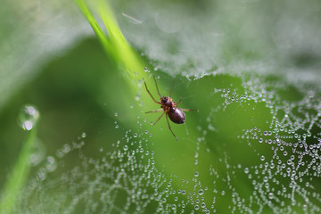 cobweb dew drop of water