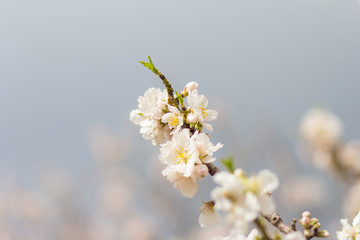 Spring flowering tree