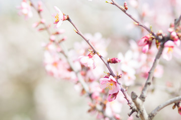 Spring flowering tree