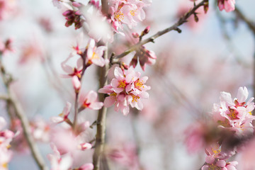Spring flowering tree