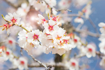Spring flowering tree