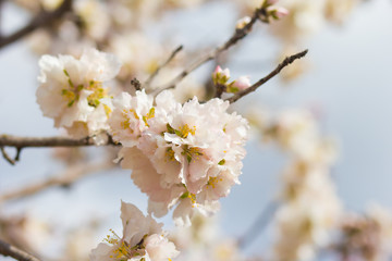 Spring flowering tree