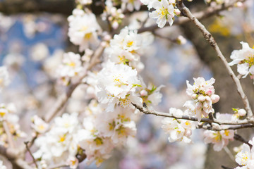 Spring flowering tree