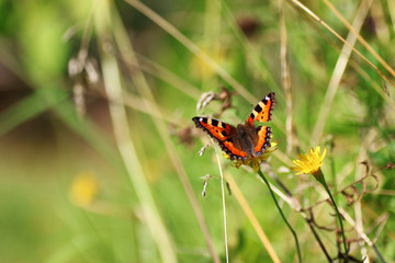 butterfly on grass
