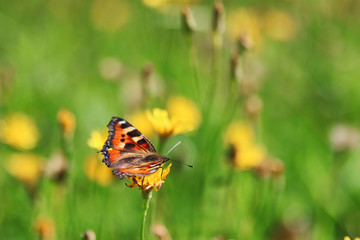 butterfly on grass