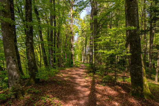 Waldweg mit Rinde