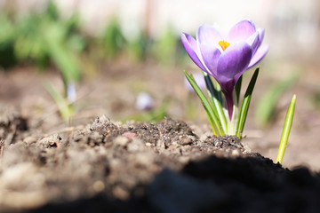 Obraz premium spring flower crocus