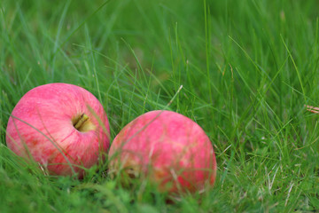 apple harvest on the grass