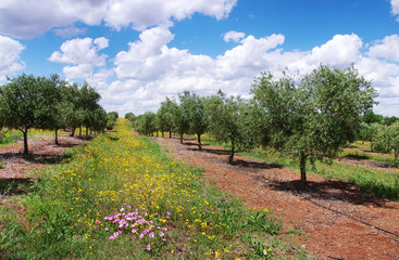 Obraz premium Olives tree at south of Portugal