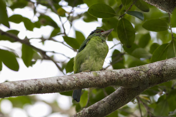 ฺBarbets birds looking for preys on the tree