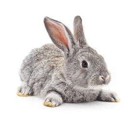 Obraz premium One gray rabbit.