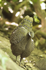 This picture shows am image of Grey Peacock-Pheasant , feeding in forest