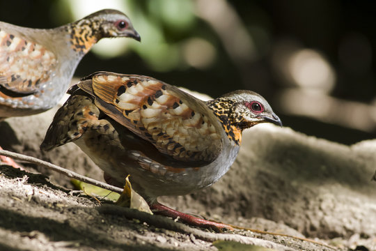 This picture shows am image of Rufous-throated Partridge , feeding in forest